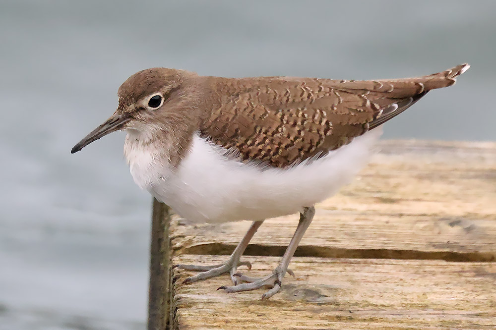 Common sandpiper